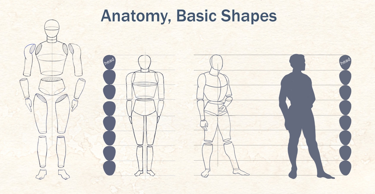 Ihor-Reshetnikov-Anatomy-Basic-Shapes