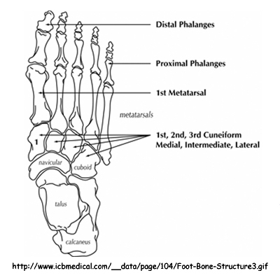 How to draw a feet - step by step tutorial