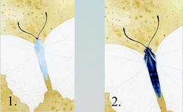 How to draw butterfly